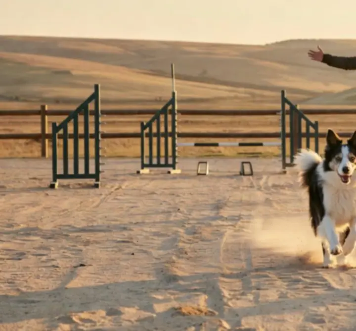 Zaawansowany trening na polu