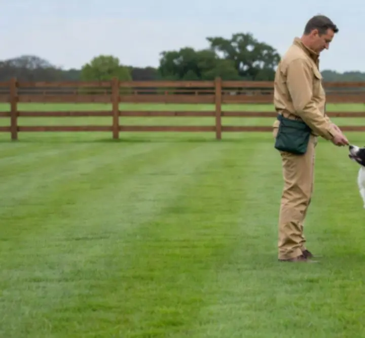 Sukces treningu na świeżym powietrzu - pies chodzący na luźnej smyczy